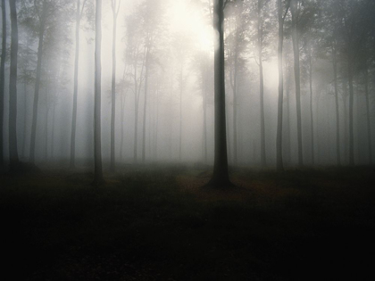 Picture of BROUILLARD DE FORÊT