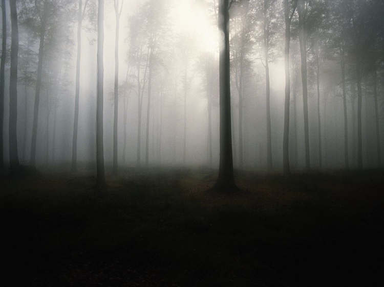 Picture of BROUILLARD DE FORÊT