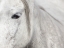 Picture of CRIN BLANC 1
