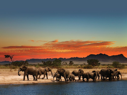 Picture of ELEPHANTS AT SUNSET