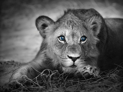 Picture of LIONESS WITH BLUE EYES