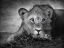 Picture of LIONESS WITH BLUE EYES