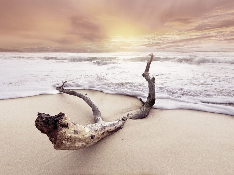 Picture of DRIFTWOOD ON BEACH
