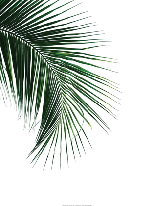 Picture of GREEN PALM TREE I
