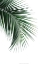 Picture of GREEN PALM TREE I