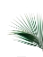 Picture of GREEN PALM TREE II