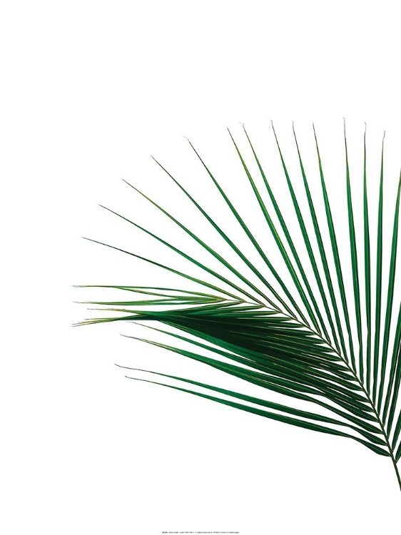 Picture of GREEN PALM TREE II