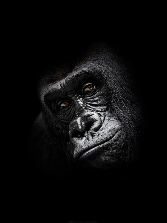 Picture of GORILLA