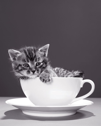 Picture of CHAT-TASSE