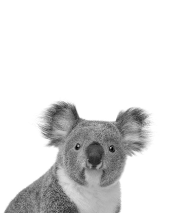 Picture of KOALA RIGOLO