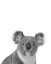Picture of KOALA RIGOLO