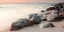 Picture of ROCHERS SUR LA PLAGE