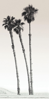 Picture of CALIFORNIAN PALM TREES