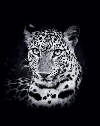 Picture of LEOPARD