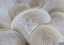 Picture of WHITE BLADES MUSHROOM