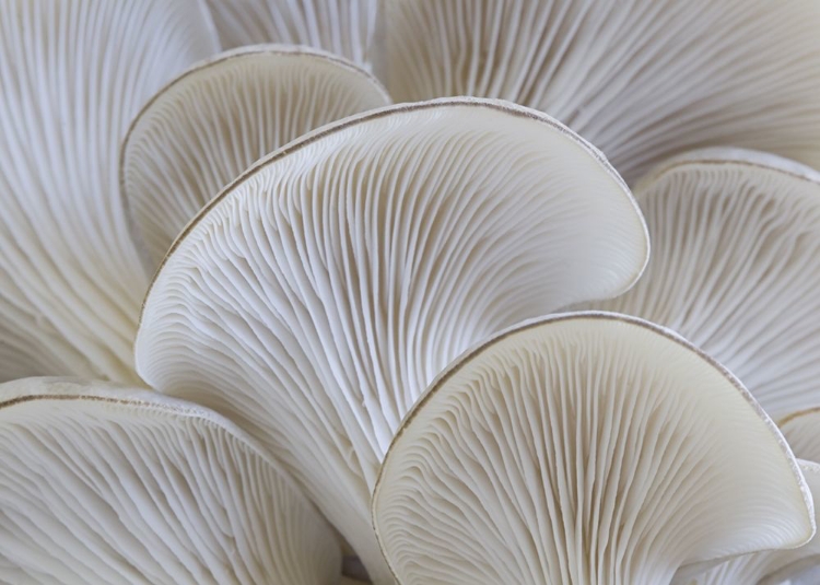 Picture of WHITE BLADES MUSHROOM
