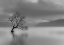 Picture of LARBRE DU LAC