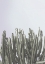 Picture of CACTUS CIERGES