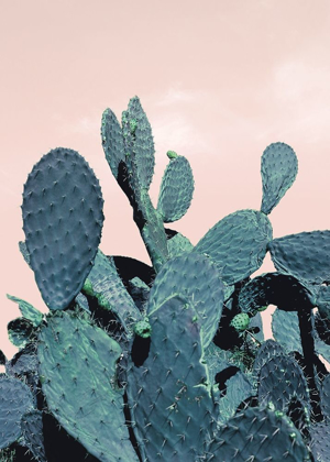 Picture of CACTUS RAQUETTES