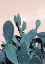 Picture of CACTUS RAQUETTES