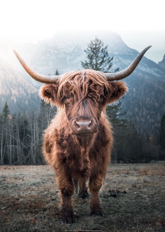 Picture of HIGHLAND COW