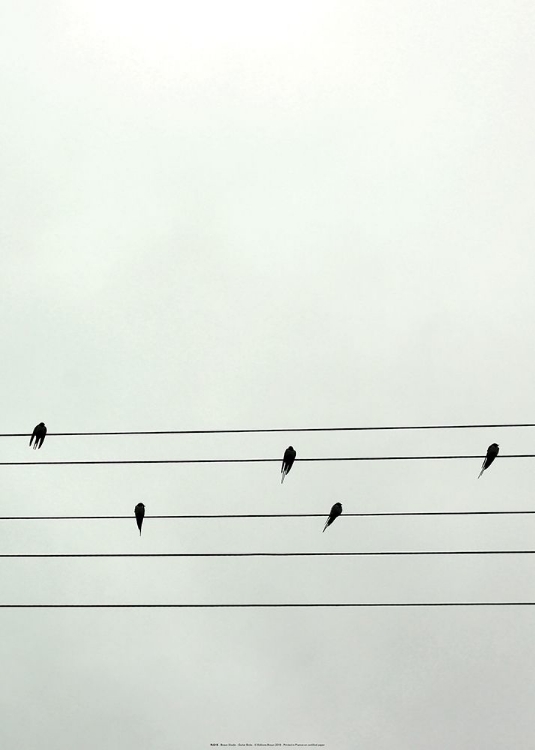Picture of GUITAR BIRDS