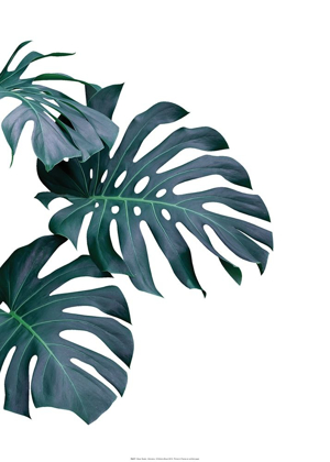 Picture of MONSTERA