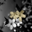 Picture of BLACK AND GOLD BEAUTY 1