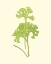 Picture of WOODLAND FERNS III