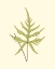 Picture of WOODLAND FERNS IV