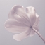 Picture of TULIP FLOWER - CLOSEUP