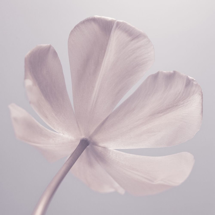 Picture of TULIP FLOWER - CLOSEUP