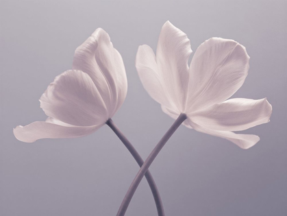 Picture of TWO TULIP FLOWERS