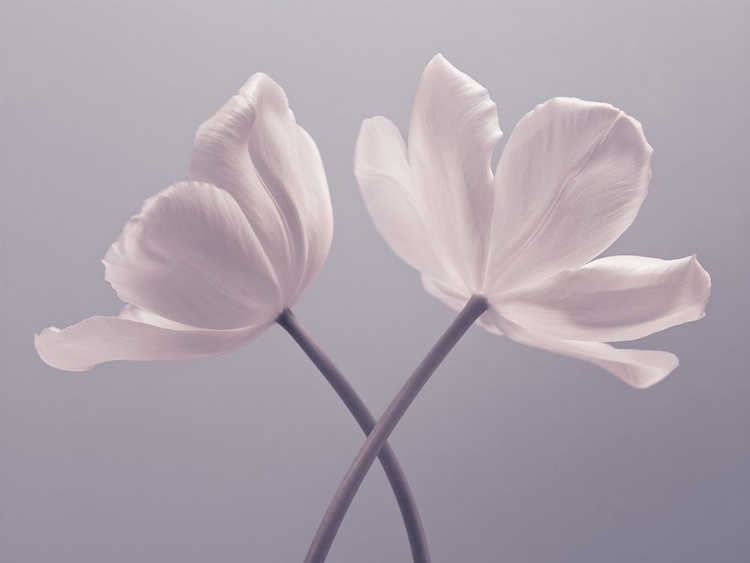 Picture of TWO TULIP FLOWERS