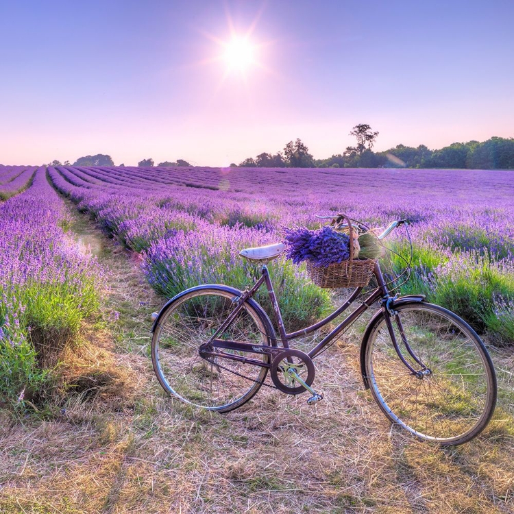 Picture of BICYCLE WITH FLOWERS IN A LAVENDER FIELD