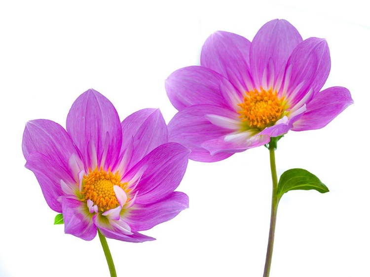 Picture of PURPLE COLORED DAHILA FLOWERS