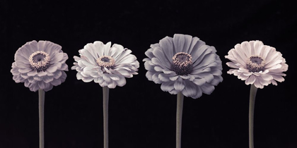 Picture of FOUR ZINNIA FLOWERS IN A ROW