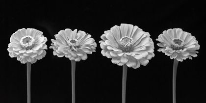 Picture of FOUR ZINNIA FLOWERS IN A ROW