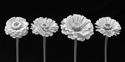 Picture of FOUR ZINNIA FLOWERS IN A ROW