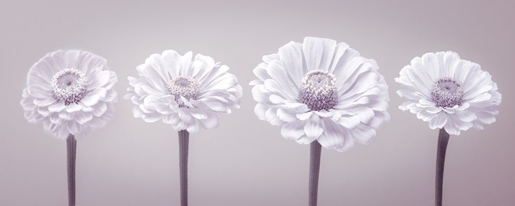 Picture of FOUR ZINNIA FLOWERS IN A ROW