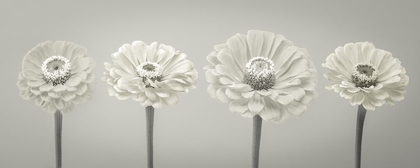 Picture of FOUR ZINNIA FLOWERS IN A ROW