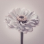 Picture of ZINNIA FLOWER