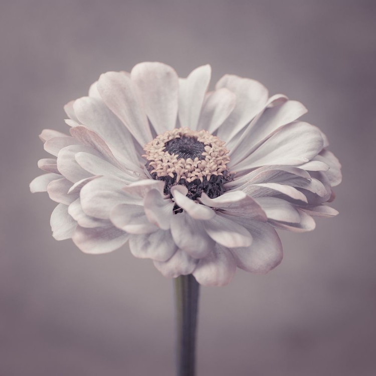 Picture of ZINNIA FLOWER