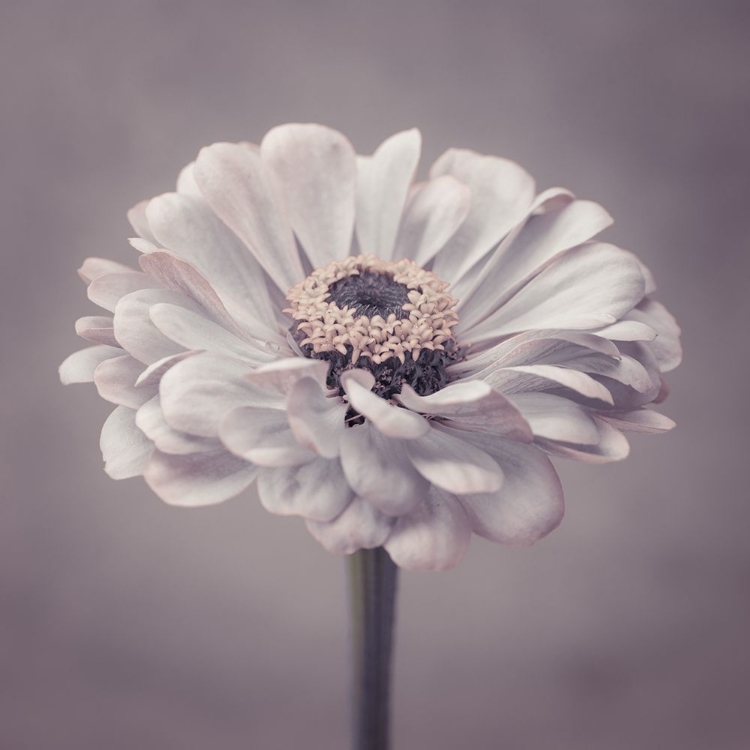 Picture of ZINNIA FLOWER