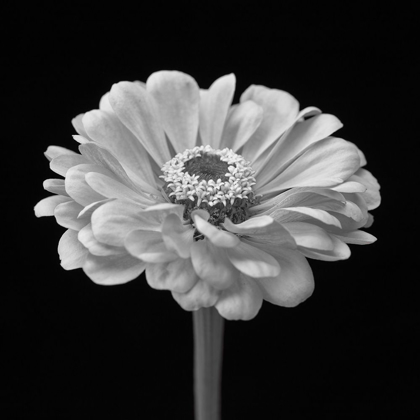 Picture of ZINNIA FLOWER