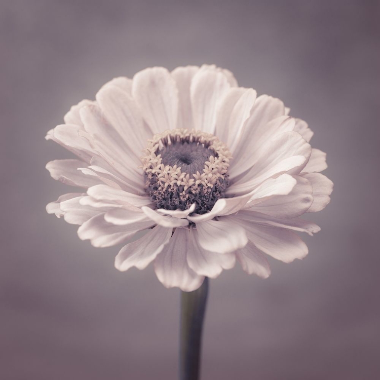 Picture of ZINNIA FLOWER