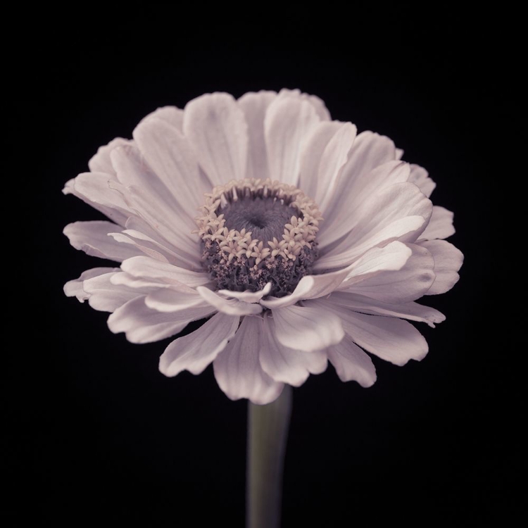 Picture of ZINNIA FLOWER