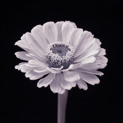 Picture of ZINNIA FLOWER