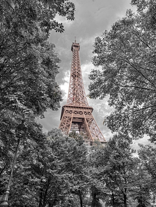 Picture of EIFFEL TOWER THROUGH TREES
