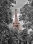 Picture of EIFFEL TOWER THROUGH TREES